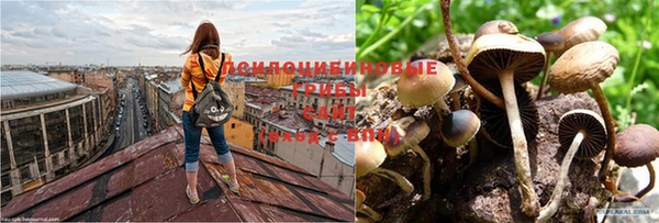 индика Новодвинск