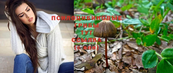 индика Новодвинск