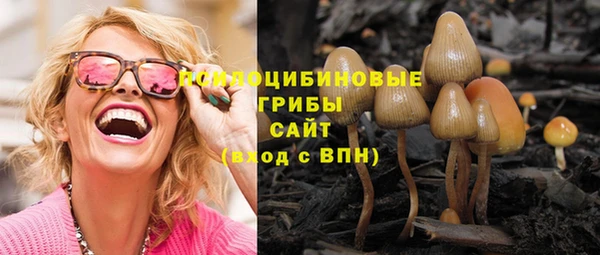 индика Новодвинск